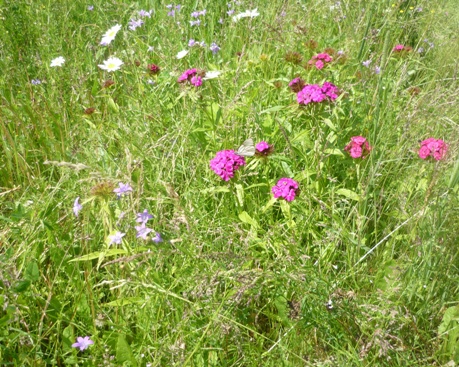 Синь неба и зелень лета