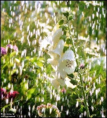 Солнце, радуга и дождик!