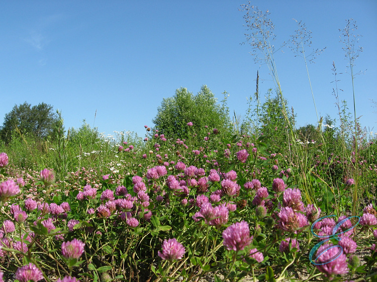 июнь румянец года