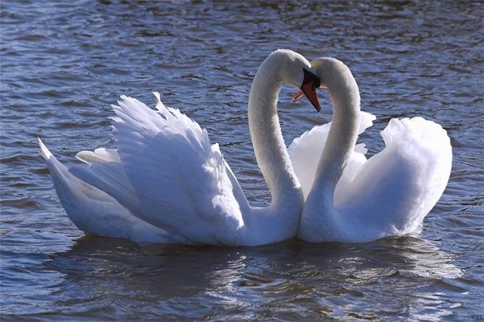 Птицы любви