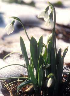 В пралесках я и ты...