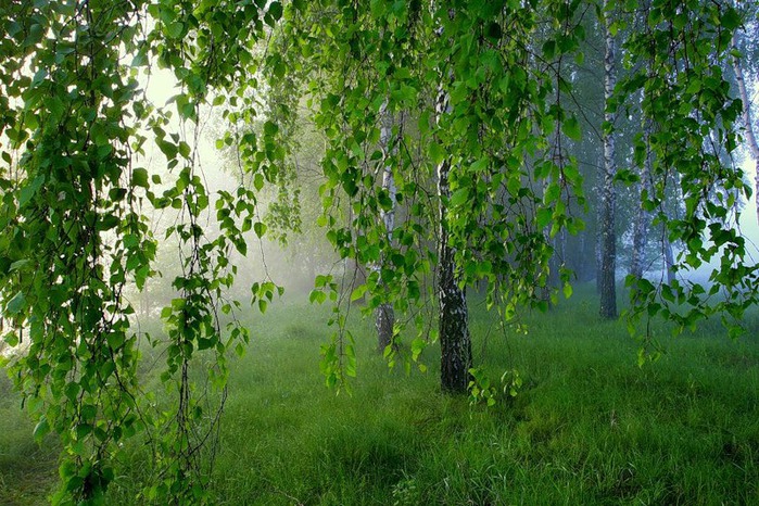 Березка -невеста, березовая роща (Надежда Фомичева -57) / Стихи.ру