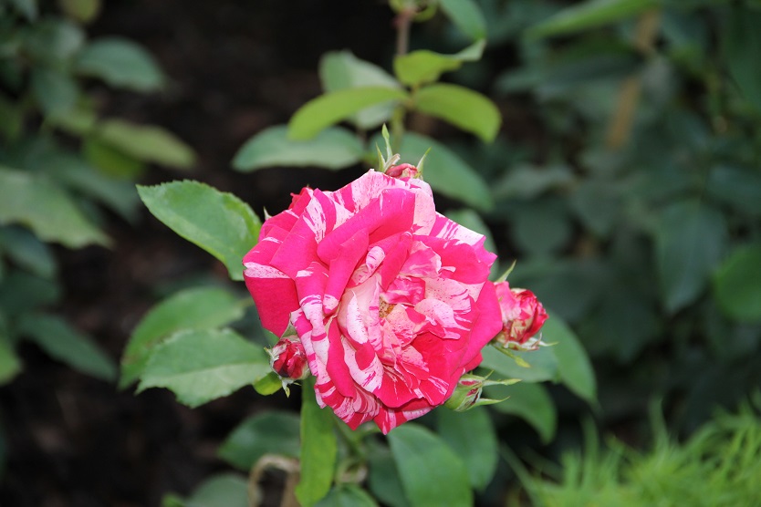 Восхищение любимой