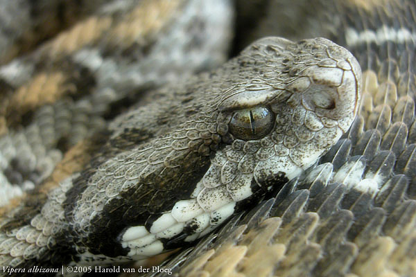 а ты умрёшь...