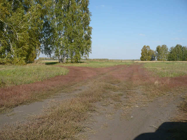 Как же я люблю дороги