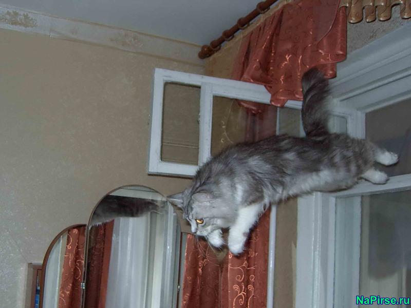 Зашли домой т. Кот лезет в дом. Кот лезет в форточку. Кот лезет в окно. Кот влетает.
