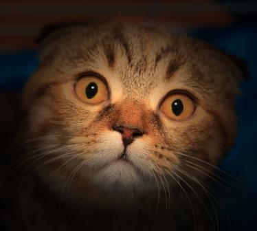 Мышиная возня Сказочка