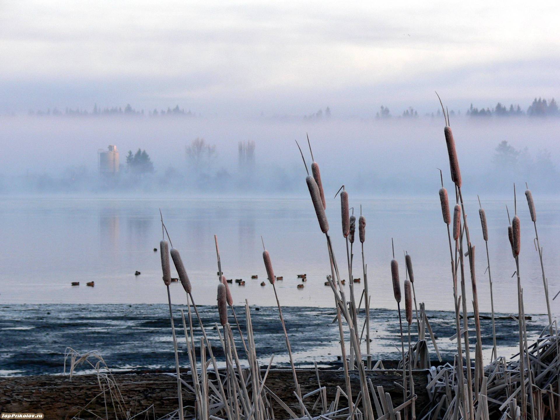 Туман дзяцiнства