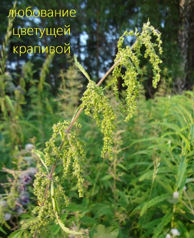 вездесущий бурьян - КХ любование цветущей крапивой