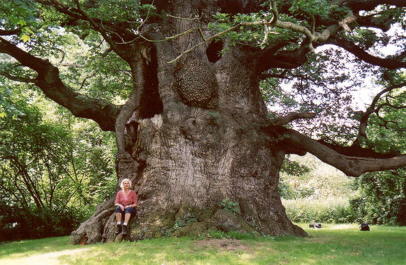 Это был огромный дуб. Платан дерево гигант. Дерево жизни Платан Абхазия. Национальное дерево Чинар Азербайджана. Платан великаны.