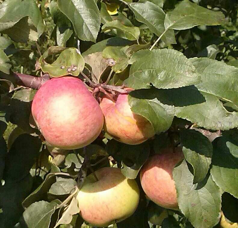 Яблочный спас