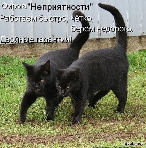 Черные кошки