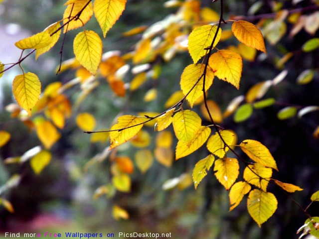 Отшумело, отзвенело лето