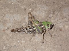 Скрытая правда о басне Стрекоза и муравей