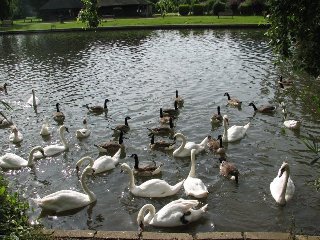 Холодело лето