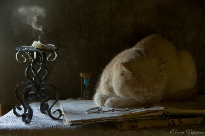 Что тут хозяин натворил?