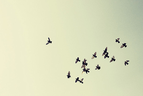 Роки, як птахи