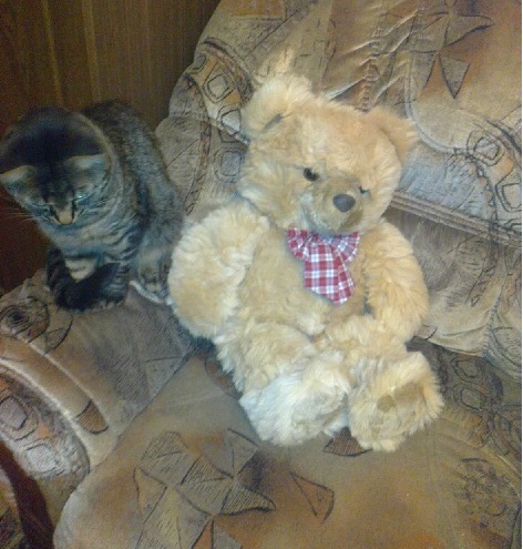 мишка косолапый