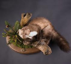 Ребятам о зверятах...