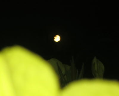 полная Луна