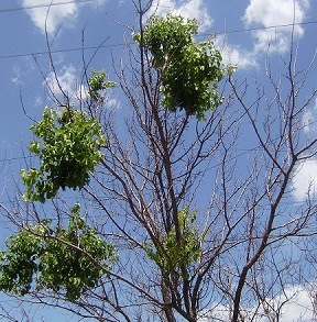 А смерть была, пока не умер Бог