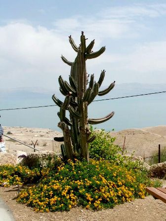 Полуосеннее