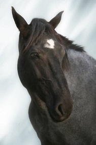 Мой чалый друг. Ольга Клепикова