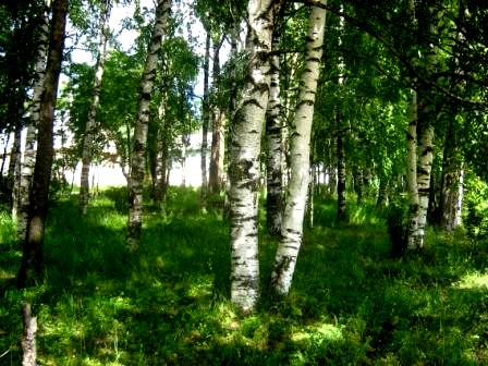 Августовская бессоница