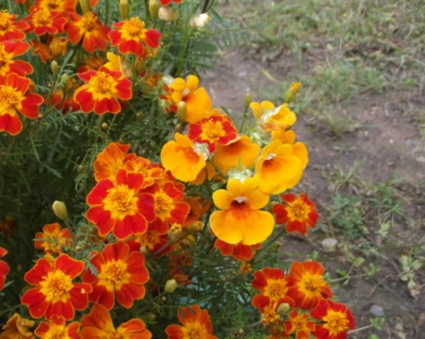 С горчинкой