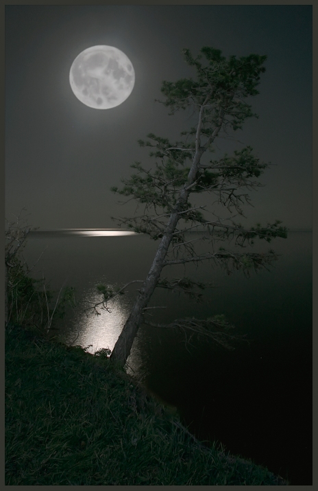 Озаренный светом луны. Лес Освещенный луной. Сосны в лунном свете. Поле освещенное луной. Луна сосны.