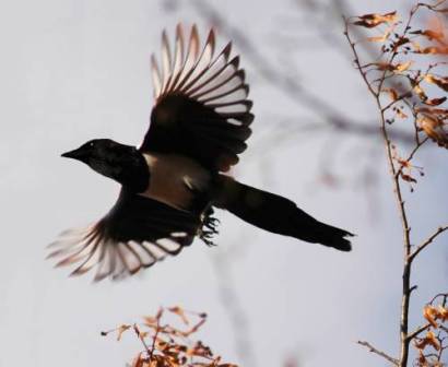 Весна придет