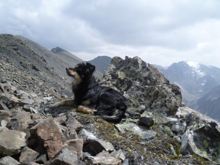 На вершину смотрит пес