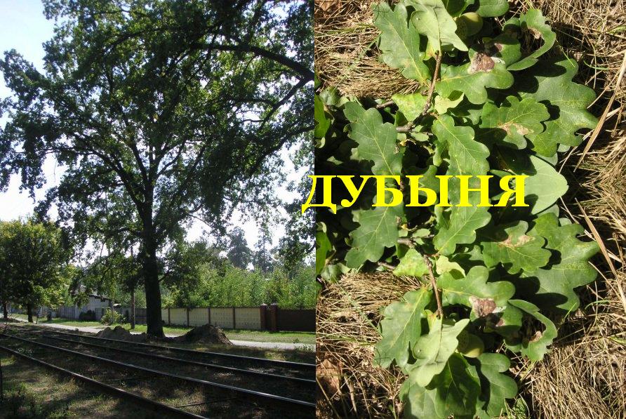 Дубыня