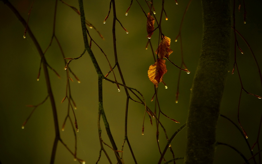 Осень дарит