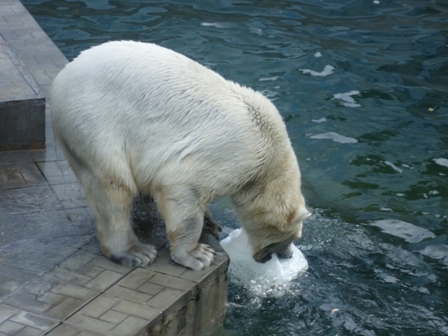 Белый мишка