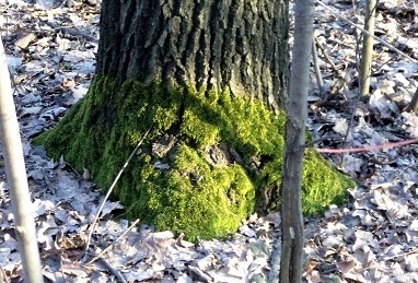 Весенние краски