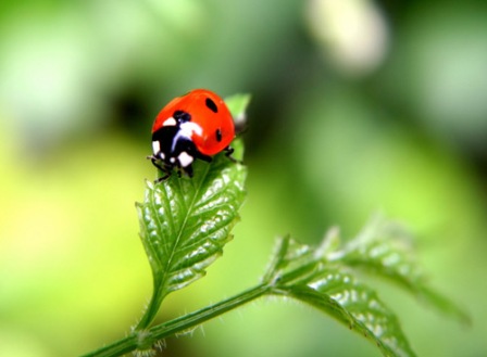 Возвратится лето