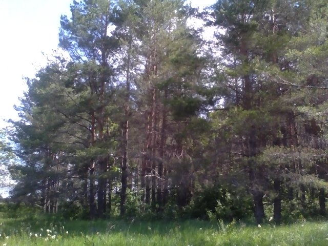 В сосновом бору