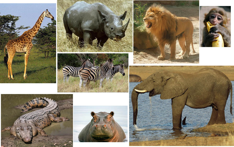 Кто живет в африке животные. Животные живущие в Африке. Звери которые живут в Африке. Животные обиьающин тоьао в Африке. Каки дивотные ДИАКТ В Африке.