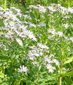 Цветов сиреневый рассвет