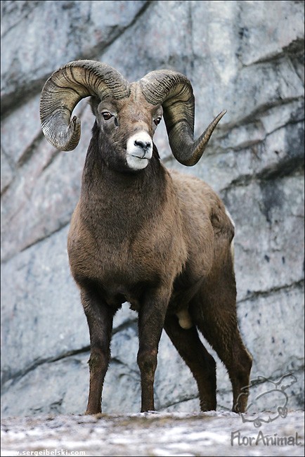 Та, что тебя сочла бараном