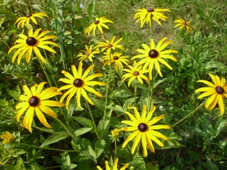 Качнутся травы