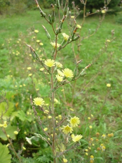 Задождило опять, задождило