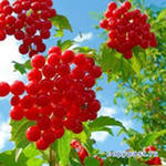 Понови Полони Полюби