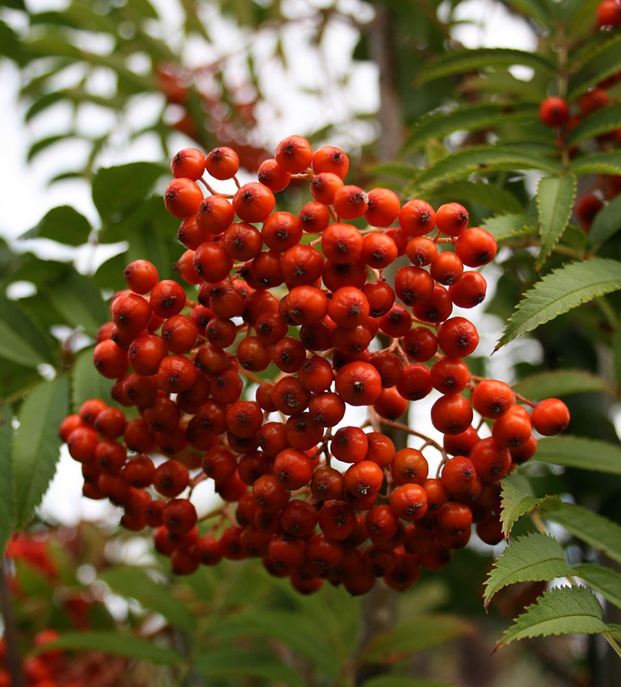 Рябиновые бусы