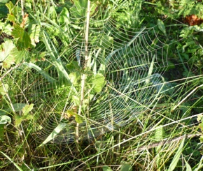 Как ни радует август - желтеет листва