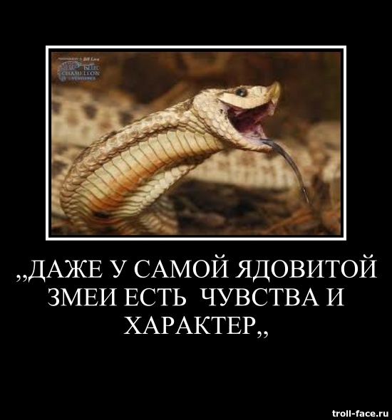 Слушать змея пустила. Смешные выражения про змей. Смешные фразы про змею. Змеиный характер. Змеиный яд прикол.