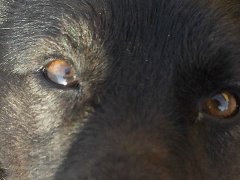 Мухтар и стихи