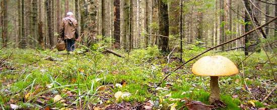 Осень гонит домой!