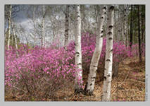 Первый тур конкурса хокку Семь самураев